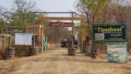 थंडी ओसरल्यानंतर पर्यटन आराखडे सुरू! पहिली पसंती ‘टिपेश्वर’ला, सुन्ना गेटवर होतंय वाघाचे दर्शन