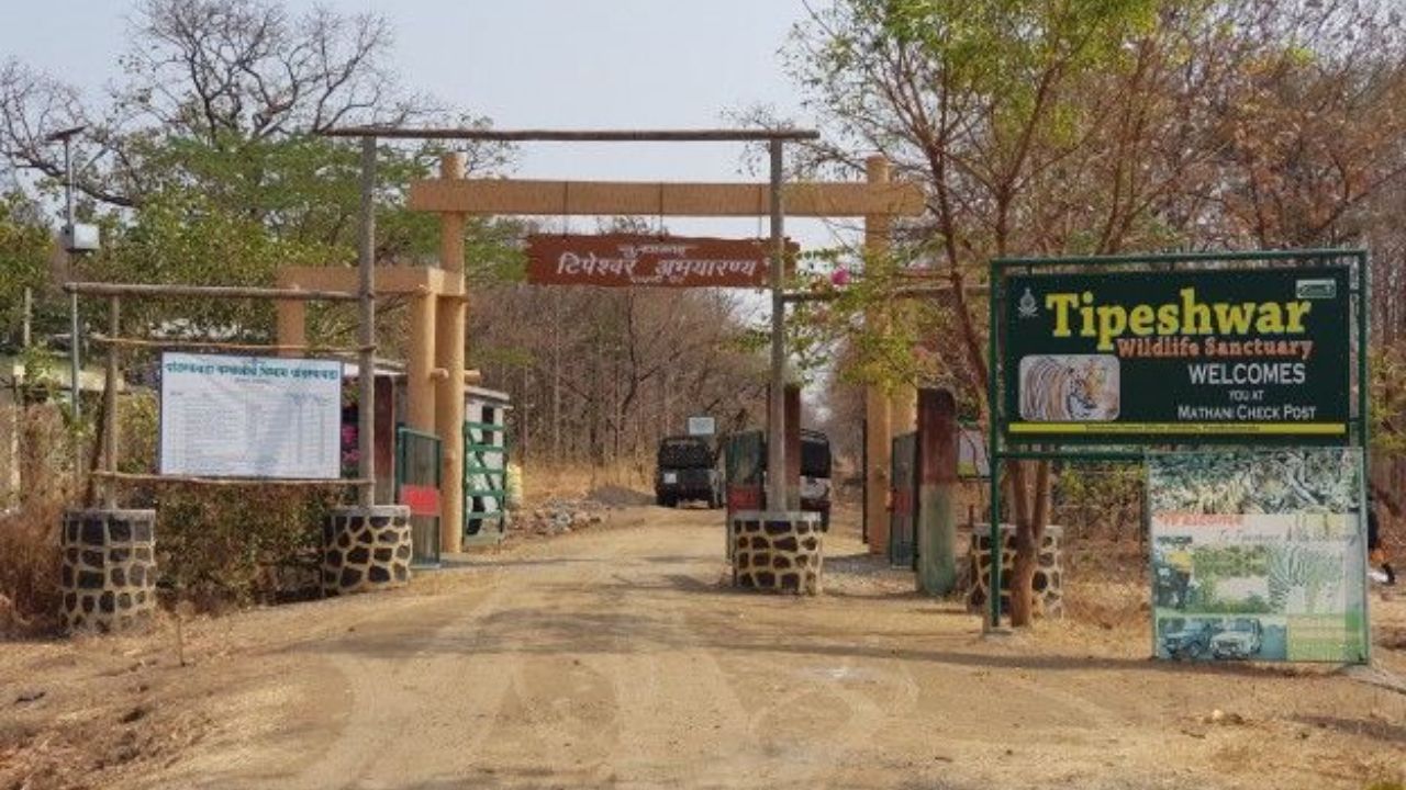 थंडी ओसरल्यानंतर पर्यटन आराखडे सुरू! पहिली पसंती ‘टिपेश्वर’ला, सुन्ना गेटवर होतंय वाघाचे दर्शन