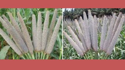 Millet research:  बाजरी संशोधनाला मोठे यश; राष्ट्रीय कृषी संशोधन प्रकल्पाद्वारे विकसित बाजरीचे वाण