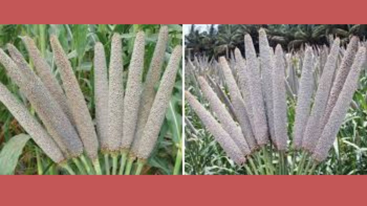 Millet research:  बाजरी संशोधनाला मोठे यश; राष्ट्रीय कृषी संशोधन प्रकल्पाद्वारे विकसित बाजरीचे वाण
