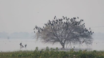 Jayakwadi Bird Census: जायकवाडीत परदेशी पाहुण्यांचा किलबिलाट! ७९ प्रजातींच्या ३२ हजार पक्ष्यांची नोंद