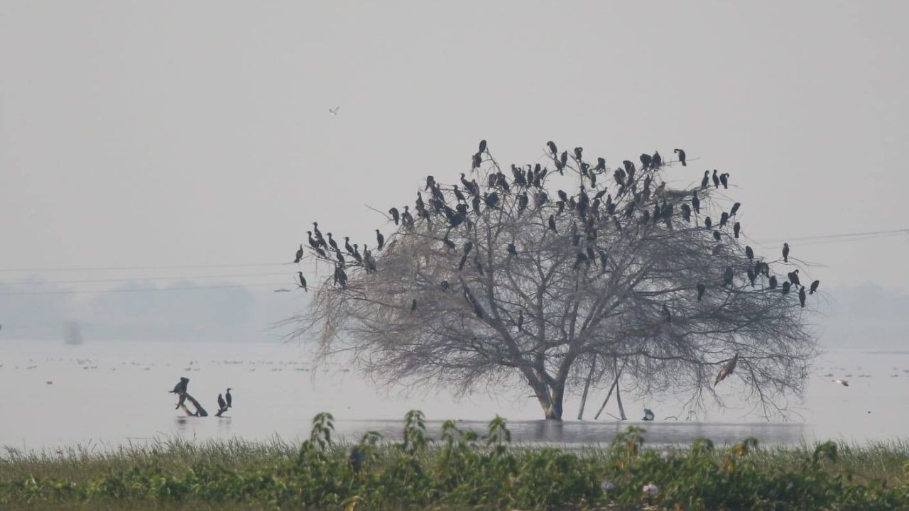 Jayakwadi Bird Census: जायकवाडीत परदेशी पाहुण्यांचा किलबिलाट! ७९ प्रजातींच्या ३२ हजार पक्ष्यांची नोंद