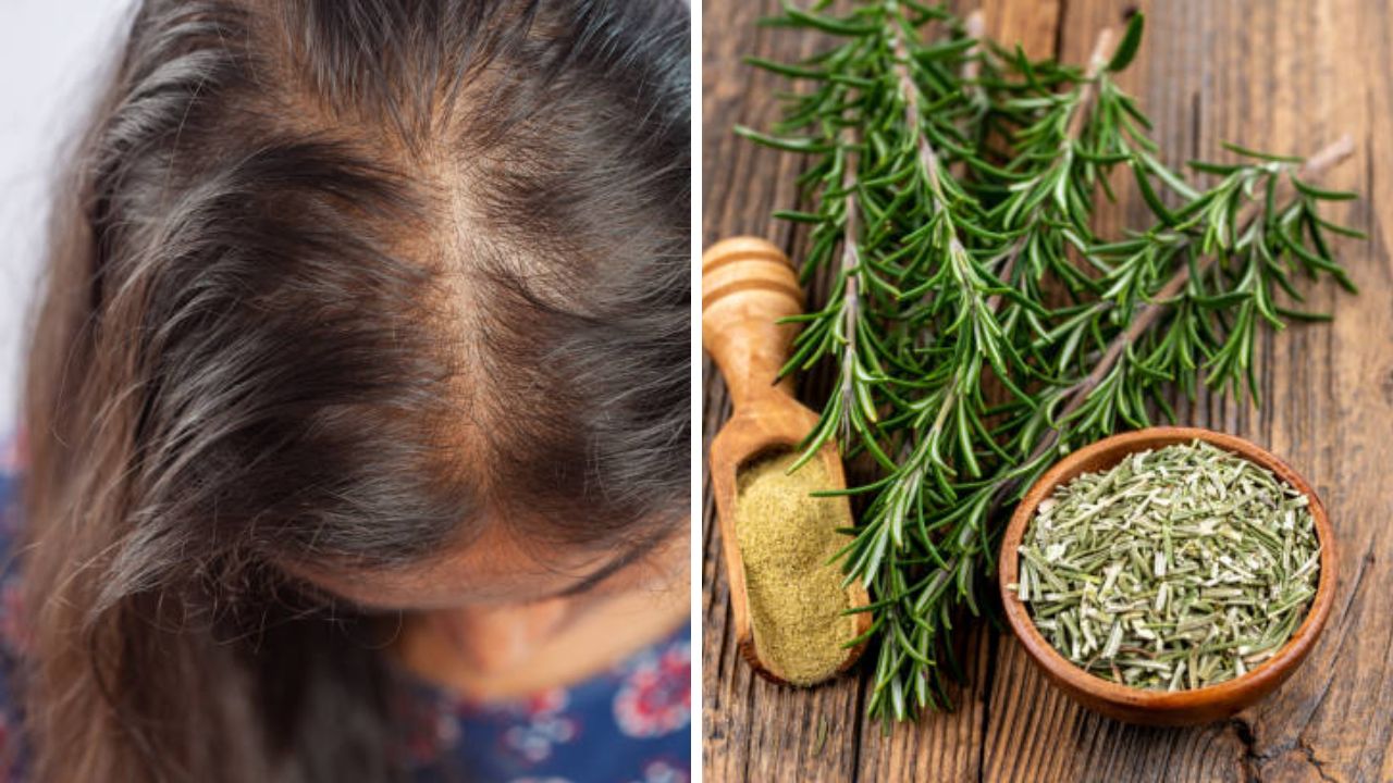 महागड्या हेअर सीरम व शाम्पूचा वापर करण्याऐवजी Rosemary चा वापर केल्यास केसांचे गळणे होईल कमी