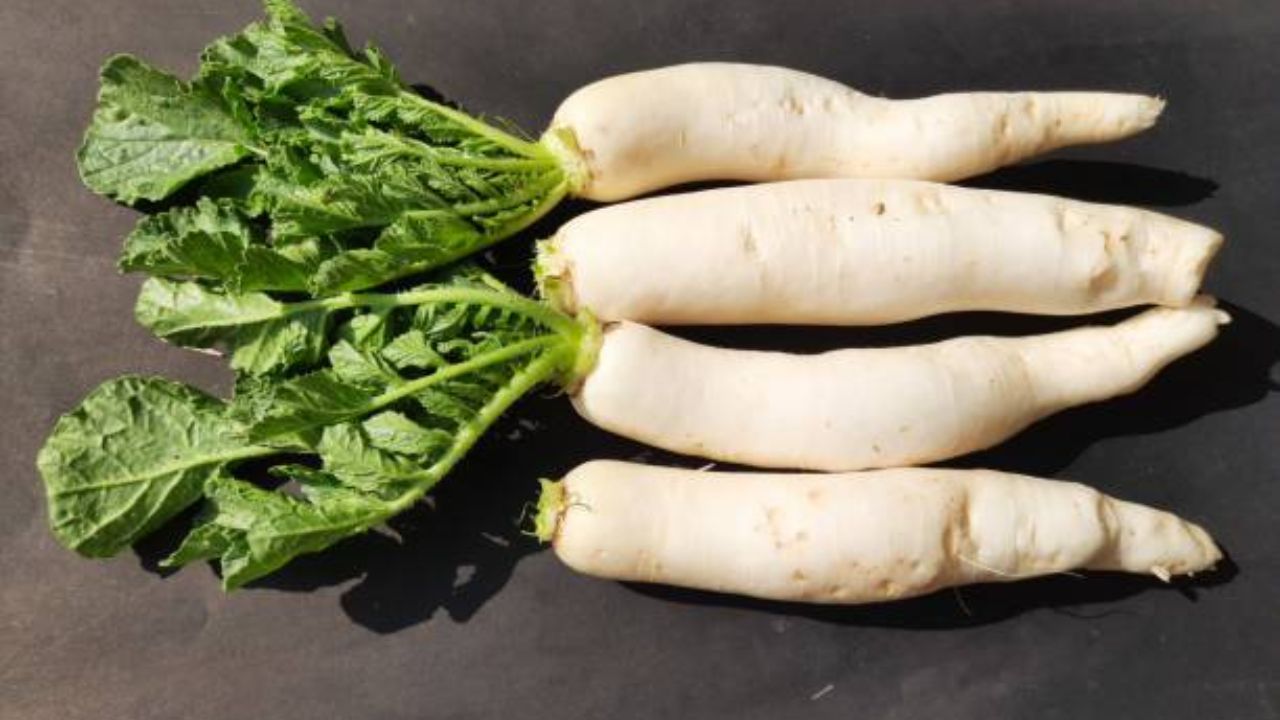 मुळयामध्ये पोटॅशियमचे प्रमाण जास्त असते. यामुळे शरीरातील सोडियम बाहेर पडून जाते. सोडियमची पातळी कमी झाल्यानंतर रक्तदाब कमी होऊन जातो. रक्तदाब कमी झाल्यानंतर थकवा, अशक्तपणा येऊन चक्कर येण्याची शक्यता असते.