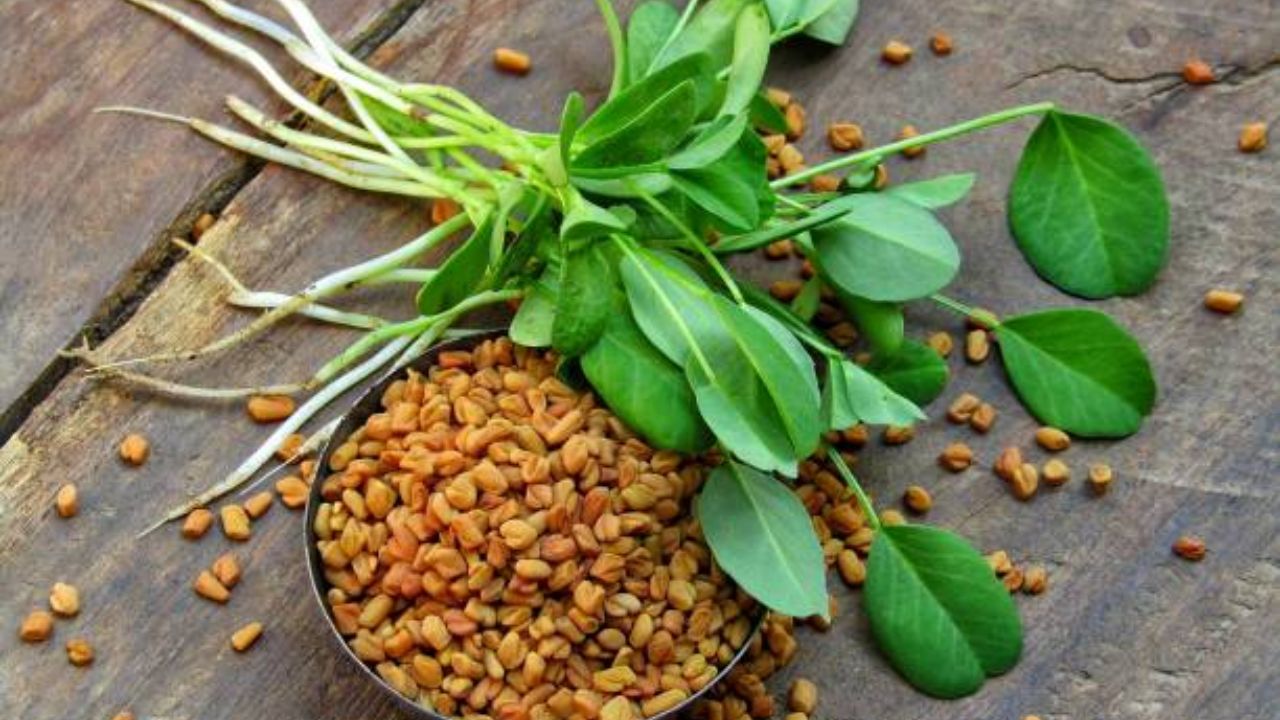 कडवट चवीची मेथी भाजी शरीरासाठी वरदान आहे. आठवड्यातून एकदा किंवा दोनदा मेथीच्या भाजीचे सेवन करावे. मधुमेह असलेल्या रुग्णांसाठी मेथीची भाजी सुपरफूड मानली जाते. कारण यामध्ये असलेले अमीनो आम्ल इन्सुलिन स्राव वाढविण्यास मदत करते. 