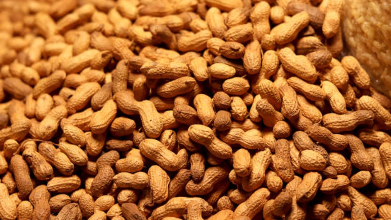 शेंगदाण्यांमध्ये मोनोअनसॅच्युरेटेड आणि पॉलीअनसॅच्युरेटेड फॅट्स मोठ्या प्रमाणावर आढळून येतात, ज्यामुळे शरीरात चांगल्या कोलेस्ट्रॉलची पातळी वाढते. 