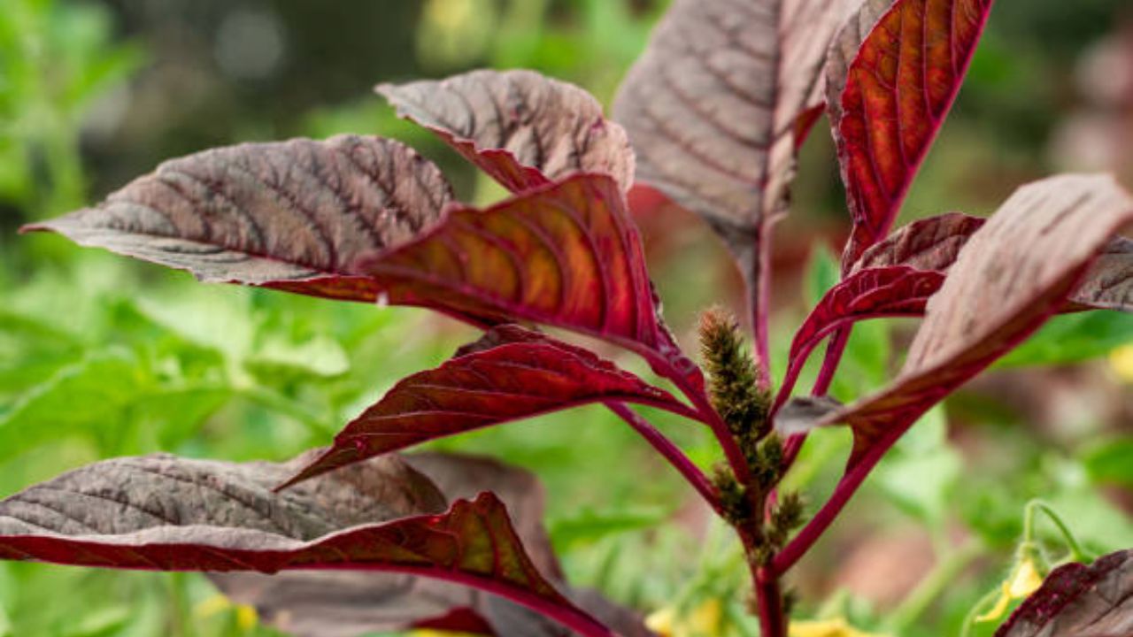 शरीरात निर्माण झालेली हिमोग्लोबिनची कमतरता भरून काढण्यासाठी लाल रंगाच्या पालेभाजीचे सेवन करावे. लालमाठ खाल्ल्यामुळे रक्ताची कमतरता दूर होते. यामुळे थकवा आणि अशक्तपणा कमी होतो. 
