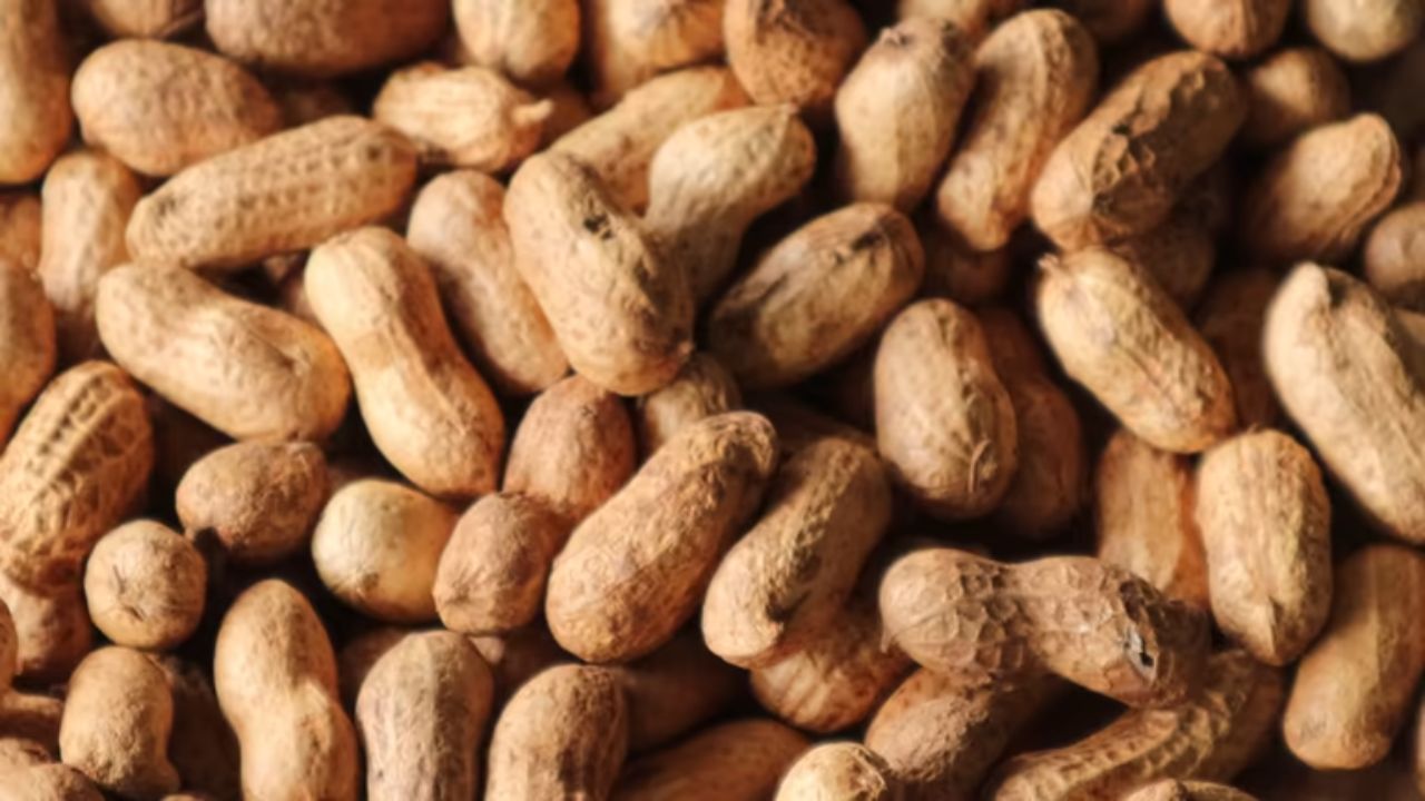 वाढलेले वजन कमी करण्यासाठी शेंगदाणे प्रभावी ठरतात. यासाठी सकाळी उठल्यानंतर पीनट बटर स्मूदी बनवून प्यावी. यामुळे जास्त वेळ पोट भरलेले राहते आणि लवकर भूक लागत नाही. 