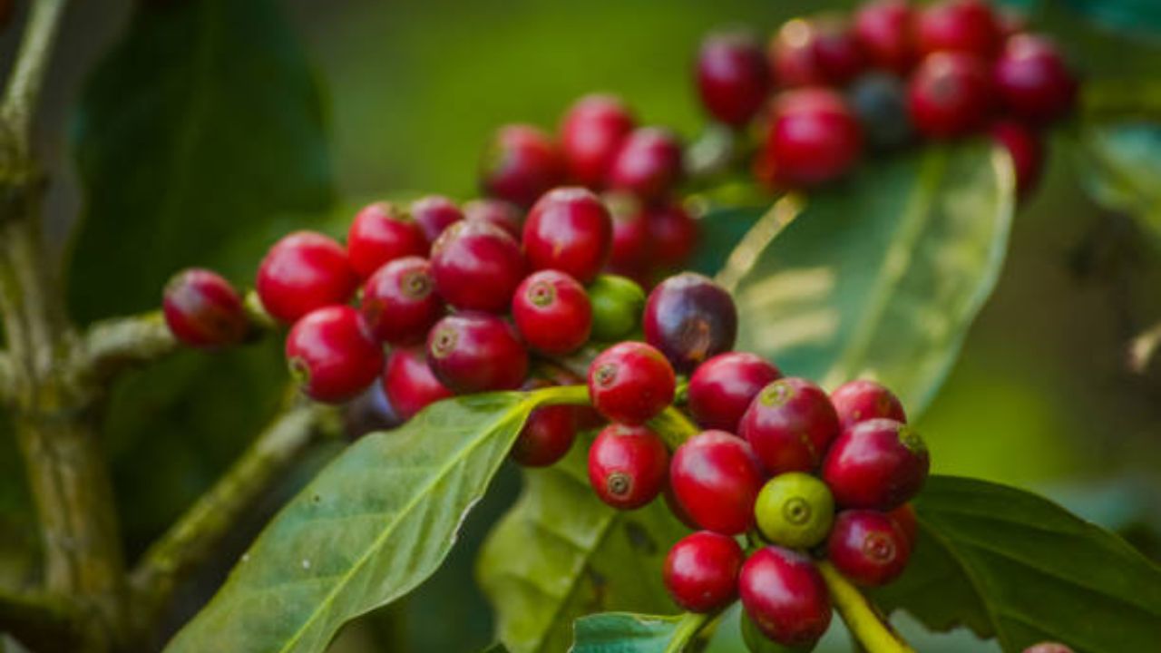 हत्तीच्या विष्ठेतून बाहेर पडलेल्या कॉफी बीन्सची किंमत  साधारण 50 ते 80 हजार रुपये प्रति किलो आहे. ही कॉफी चवीला अतिशय गोडसर लागते. 