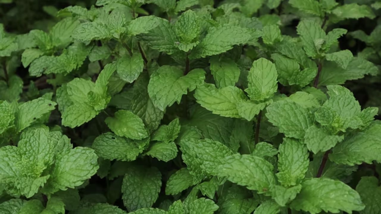 बिघडलेली पचनक्रिया, गॅस, बद्धकोष्ठता इत्यादी सर्वच समस्यांपासून आराम मिळवण्यासाठी पुदिन्याच्या पानांचे सेवन करा. पुदिन्याच्या पानांमध्ये असलेले मेन्थॉल पाचक एंजाइम सक्रिय करतात आणि ऍसिडिटी कमी करतात. 