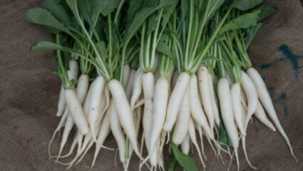 आवडीने खाल्ला जाणारा मुळा ‘या’ लोकांच्या आरोग्यासाठी ठरेल अतिशय घातक, चुकूनही करू नका सेवन