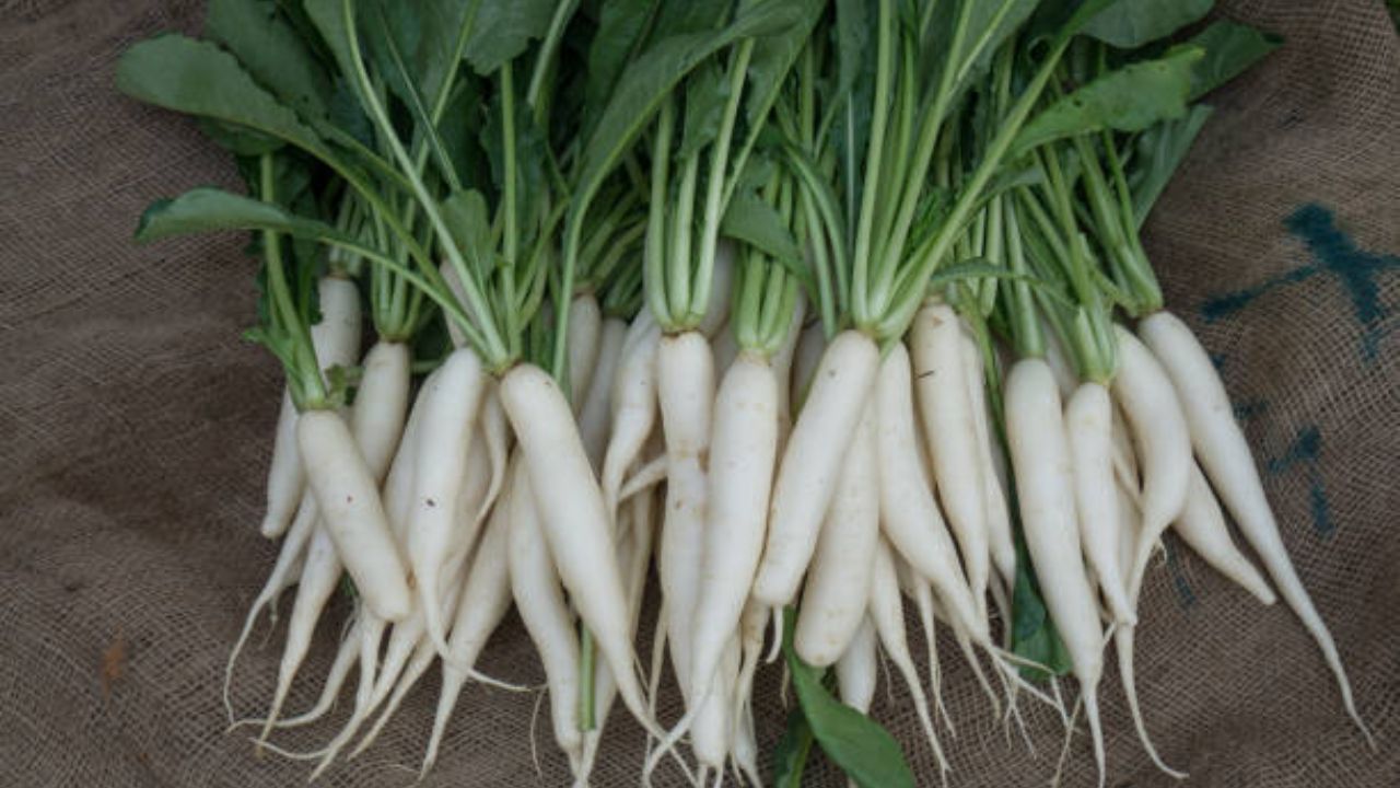 आवडीने खाल्ला जाणारा मुळा ‘या’ लोकांच्या आरोग्यासाठी ठरेल अतिशय घातक, चुकूनही करू नका सेवन