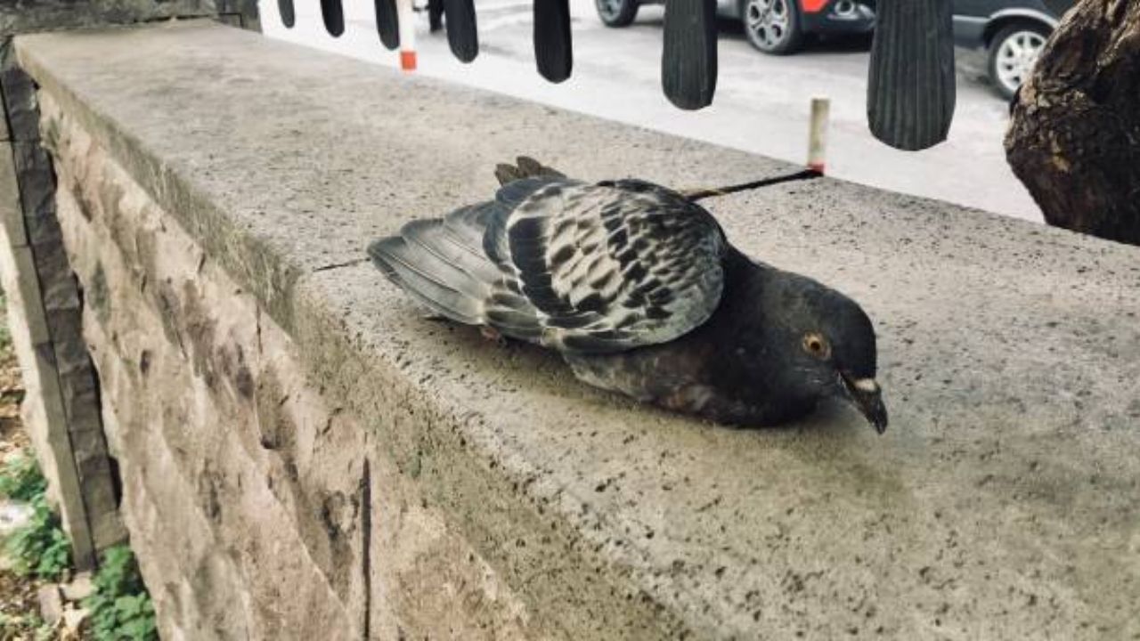 पक्ष्यांच्या भरारीला नायलॉन मांजाचा लगाम! संक्रांतीत पतंगबाजीत ७२ पक्षी जखमी १० पक्षी रुग्णालयात दाखल