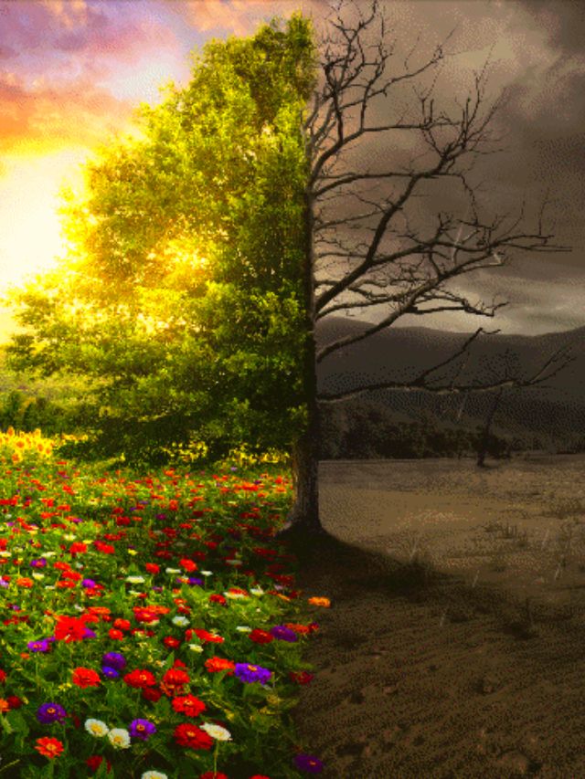 राज्यात पुन्हा थंडी वाढणार, तुमच्या जिल्ह्याचा अंदाज काय?