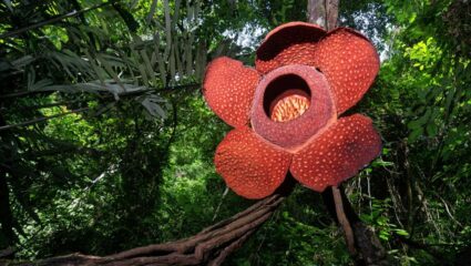 Corpse Flower: ‘हे’ आहे जगातील अत्यंत दुर्मिळ फूल; ज्याचा प्रेताच्या वासाशी ‘असा’ संबंध, रहस्य वाचून अंगावर येईल काटा