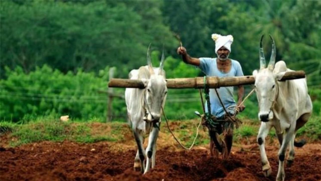  कृषी कंपन्यांना जागतिक बाजारपेठ मिळवून देणं आणि शेतकऱ्यांच्या पिकाला योग्य तो हमीभाव मिळवून देण्यासाठी सरकार प्रयत्नशील असल्याचं म्हटलं जात आहे. 