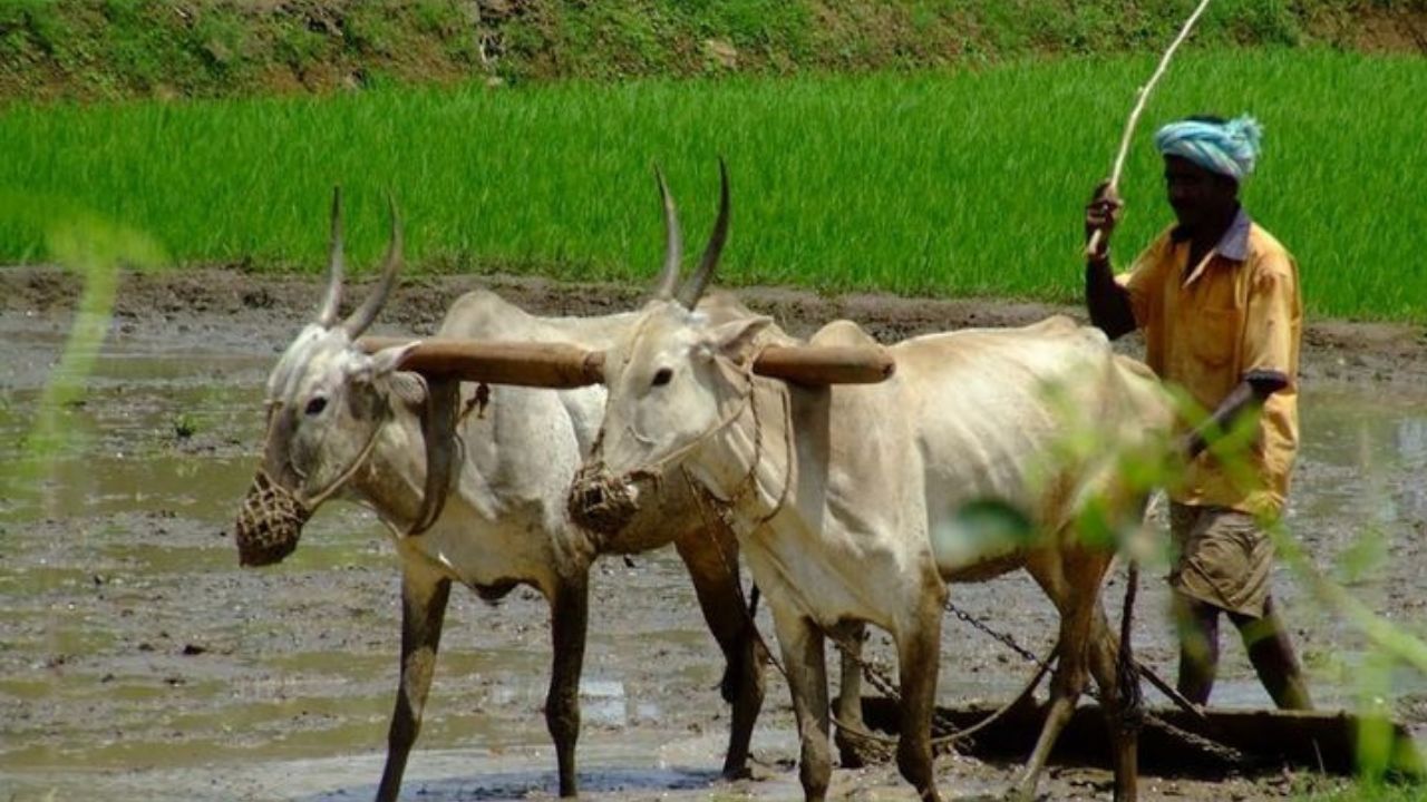 शेतीव्यवसायासाठीचं संभाव्य धोरण : कृषी क्षेत्रासाठी यंदा 1.5 लाख कोटी रुपये इतके अर्थसंकल्पात तरदूत करण्यात येण्याची शक्यता आहे.  पंतप्रधान किसान, प्रधानमंत्री फसल विमा योजना आणि पंतप्रधान कृषी सिंचन योजना यांसाठी निधी असण्याची शक्यता आहे. 