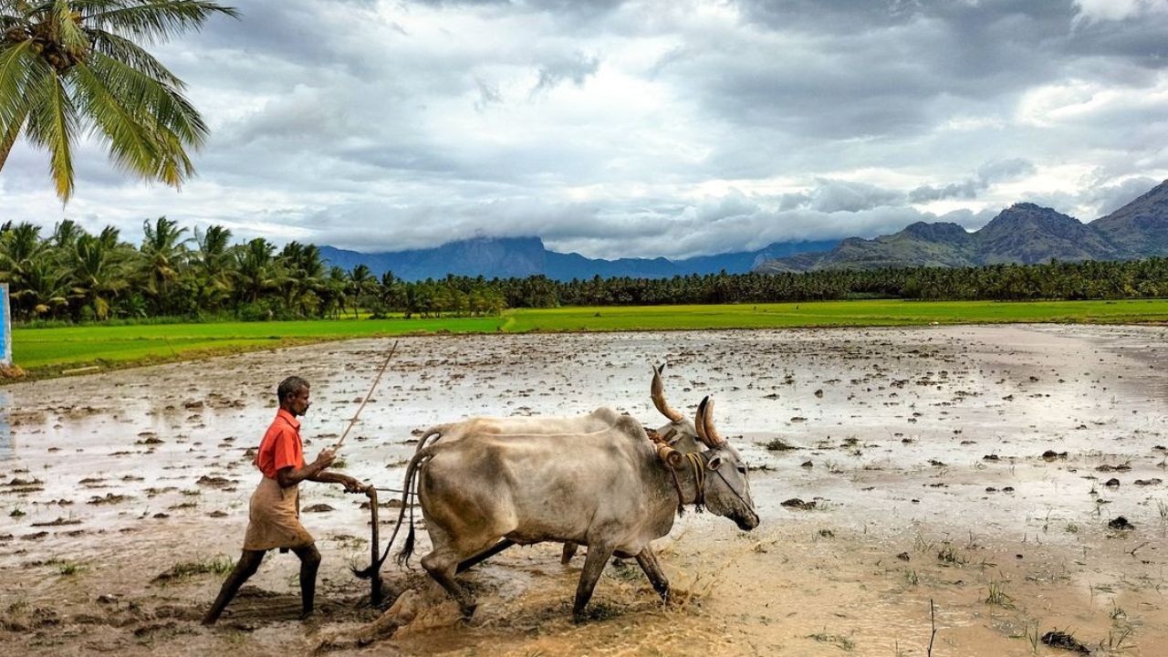 शेतकऱ्यांच्या वाढत चाललेल्या समस्या पाहता यंदा अर्थमंत्र्यांकडून बळीराजाला खूप  अपेक्षा आहे. तज्ज्ञांच्य़ा म्हणण्यानुसार, भारताचं  देशांतर्गत उत्पन्न म्हणजेच GDP पाहता शेतीव्यवसायाचा 18 ते 20 टक्के इतका आहे. 