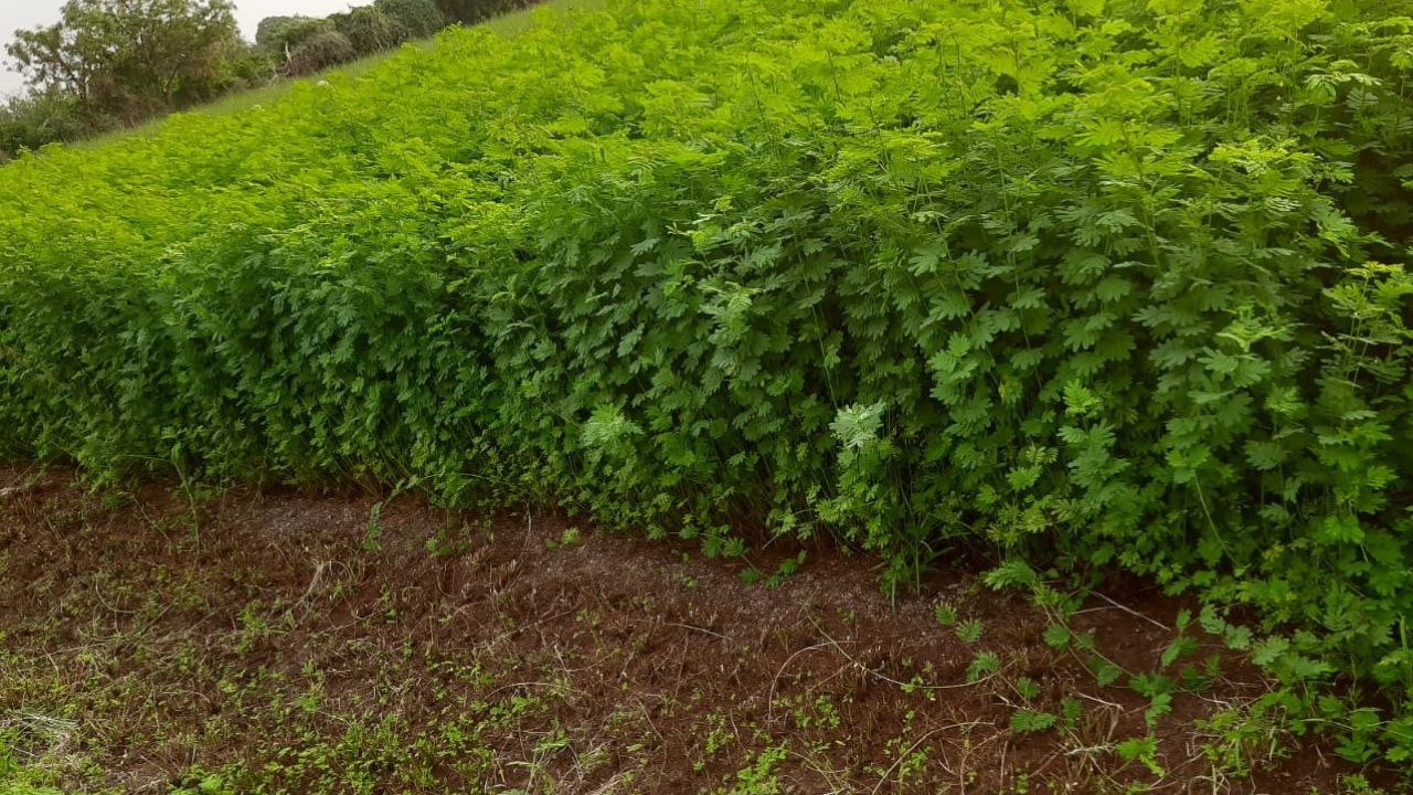 Kolhapur News : पडीक जमिनीवर उगवलं हिरवंगार सोनं; नापीक 30 गुंठेक्षेत्रात सेंद्रिय खतावर केली शेतीची वाढ