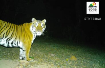 कोयनेच्या जंगलात घुमतेय ‘बाजी’ची डरकाळी! चांदोली परिसरात सेनापती-सुभेदाराचा दबदबा