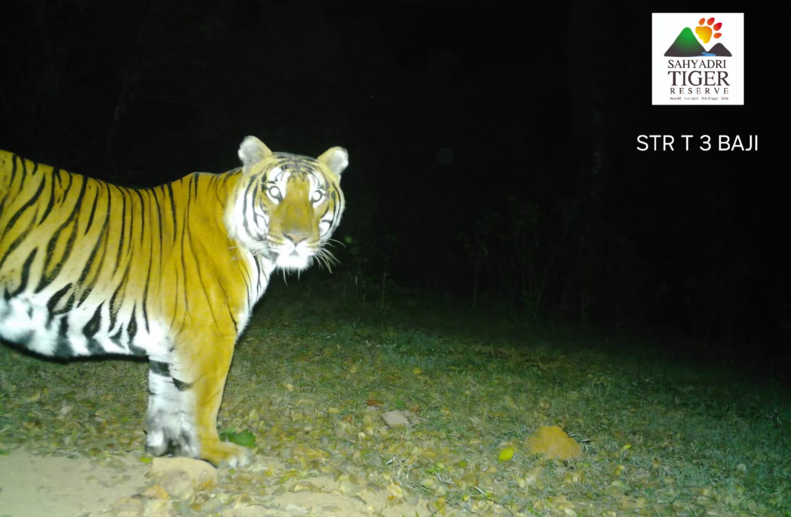 कोयनेच्या जंगलात घुमतेय ‘बाजी’ची डरकाळी! चांदोली परिसरात सेनापती-सुभेदाराचा दबदबा