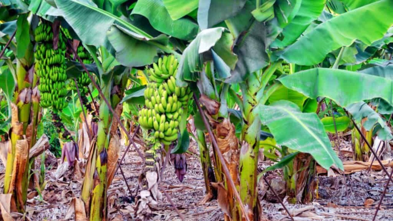 Guruwar Upay: गुरुवारी केळीच्या झाडाची पूजा करण्याचे काय आहेत फायदे, कुटुंबाचे उजळते नशीब