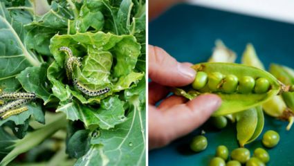 पालक-कोबीमधील किडे पोटात गेल्यास काय होते? डॉक्टरांनी दिला इशारा, भाजी धुण्याची योग्य पद्धत जाणून घ्या