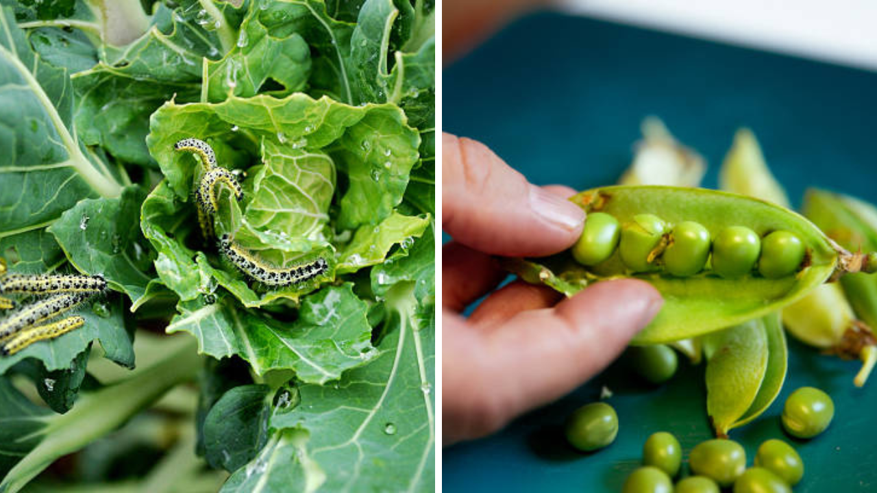 पालक-कोबीमधील किडे पोटात गेल्यास काय होते? डॉक्टरांनी दिला इशारा, भाजी धुण्याची योग्य पद्धत जाणून घ्या