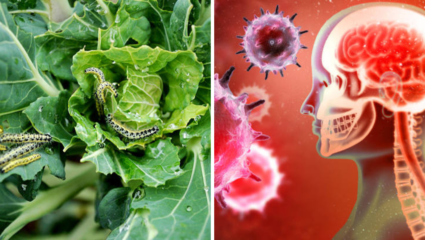 कोबीतील किड्यामुळे 18 वर्षाच्या मुलीचा मृत्यू, कसा घुसतो मेंदूत किडा; कसे स्वतःला वाचवाल