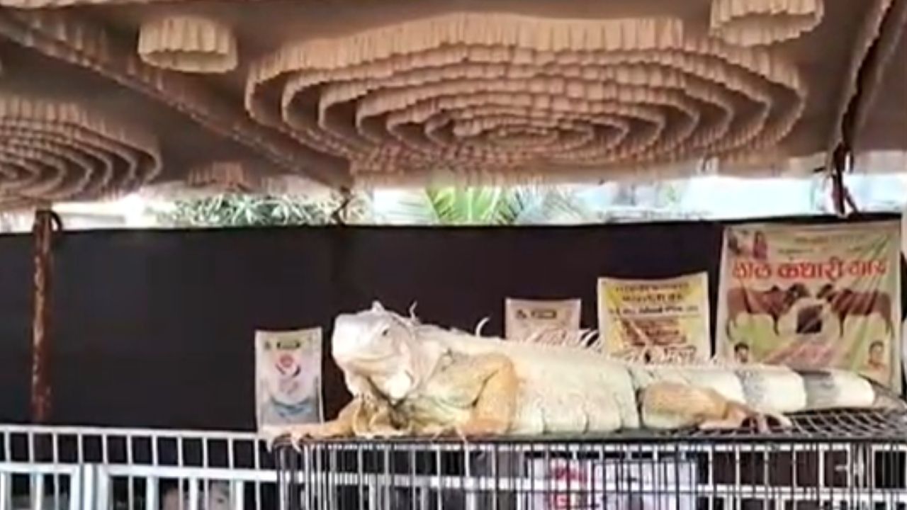 Chiplun : साडे तीन फुटाचा सरडा पाहण्यासाठी चिपळूणमध्ये नागरिकांची गर्दी