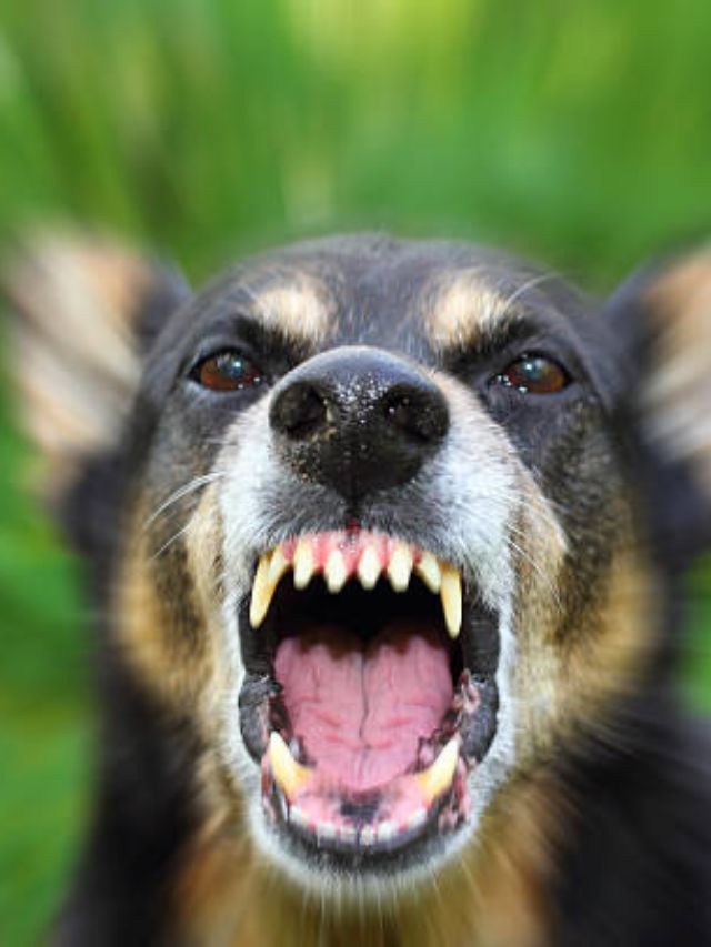 काही विशिष्ट लोकांवरच कुत्रे जास्त का भुंकतात?