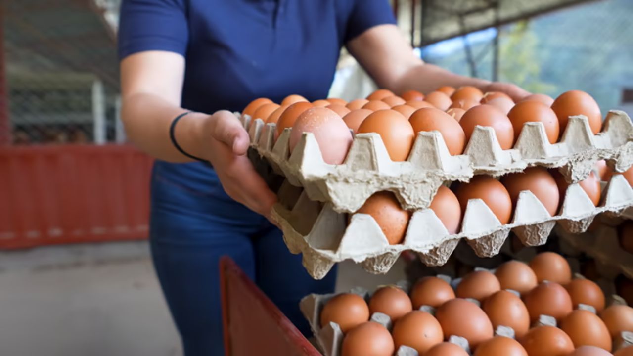 Ahilyanagar News: ‘या’ गावातील ‘अंडे का फंडा’ चांगलाच चर्चेत! रोज होतेय तब्बल 45 लाख रुपयांपर्यंतची उलाढाल