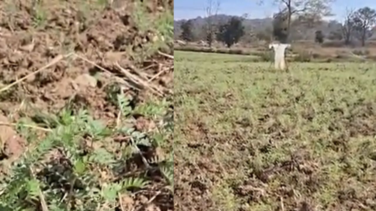 Gondia : धान्याचा जिल्हा असलेल्या गोंदियात हरभरा लागवडीकडे शेतकऱ्यांचा वाढता कल