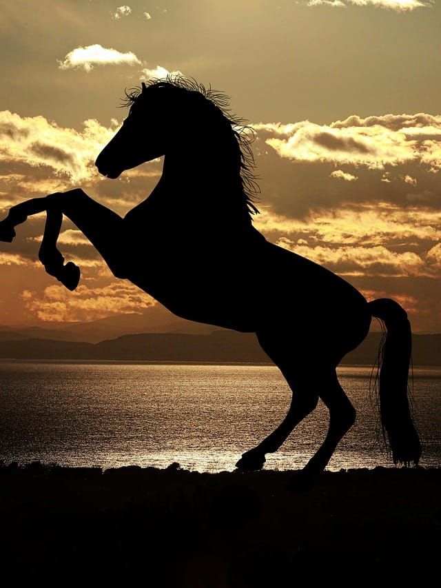 घोडा बसू का नाही शकत? त्याला उभे राहून का झोपावे लागते?