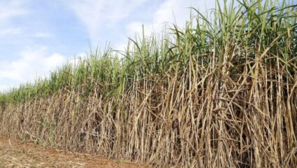 Kolhapur News :  शेती करताना वैज्ञानिक दृष्टिकोन आवश्यक; दर्जेदार ऊसबियाणे निर्मितीसाठीचा शेतकऱ्याचा यशस्वी प्रयोग