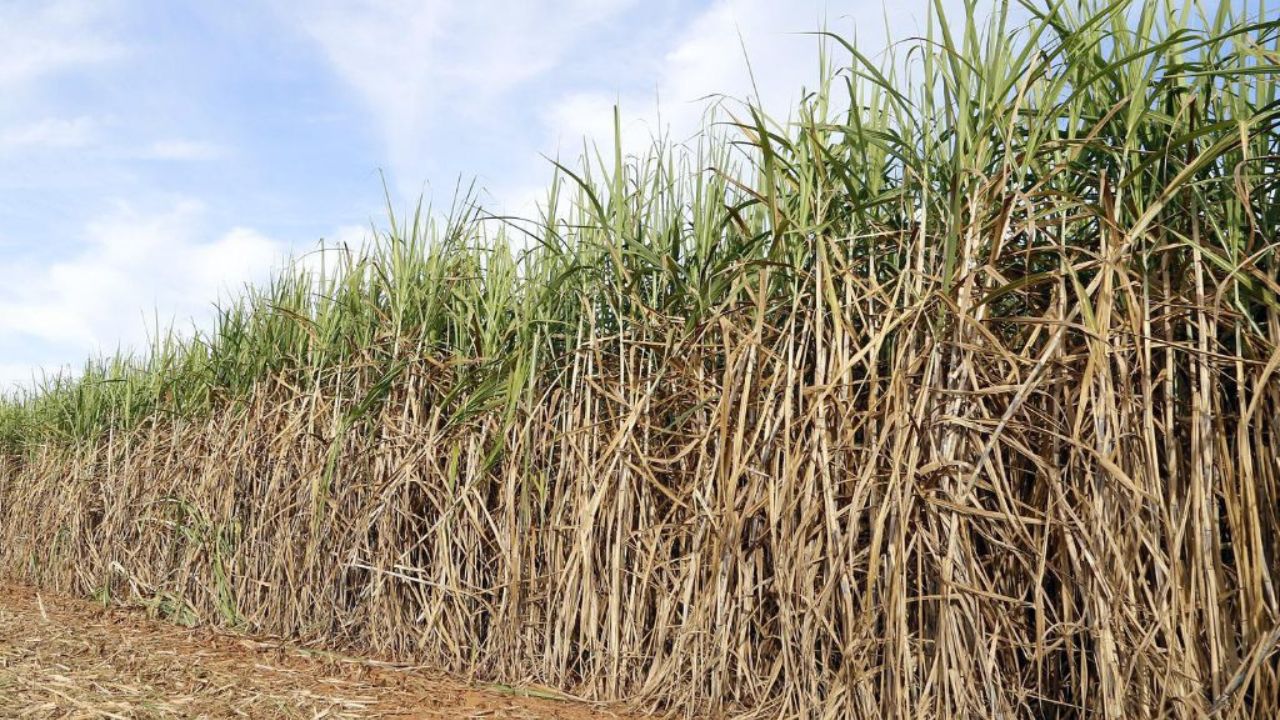 Kolhapur News :  शेती करताना वैज्ञानिक दृष्टिकोन आवश्यक; दर्जेदार ऊसबियाणे निर्मितीसाठीचा शेतकऱ्याचा यशस्वी प्रयोग