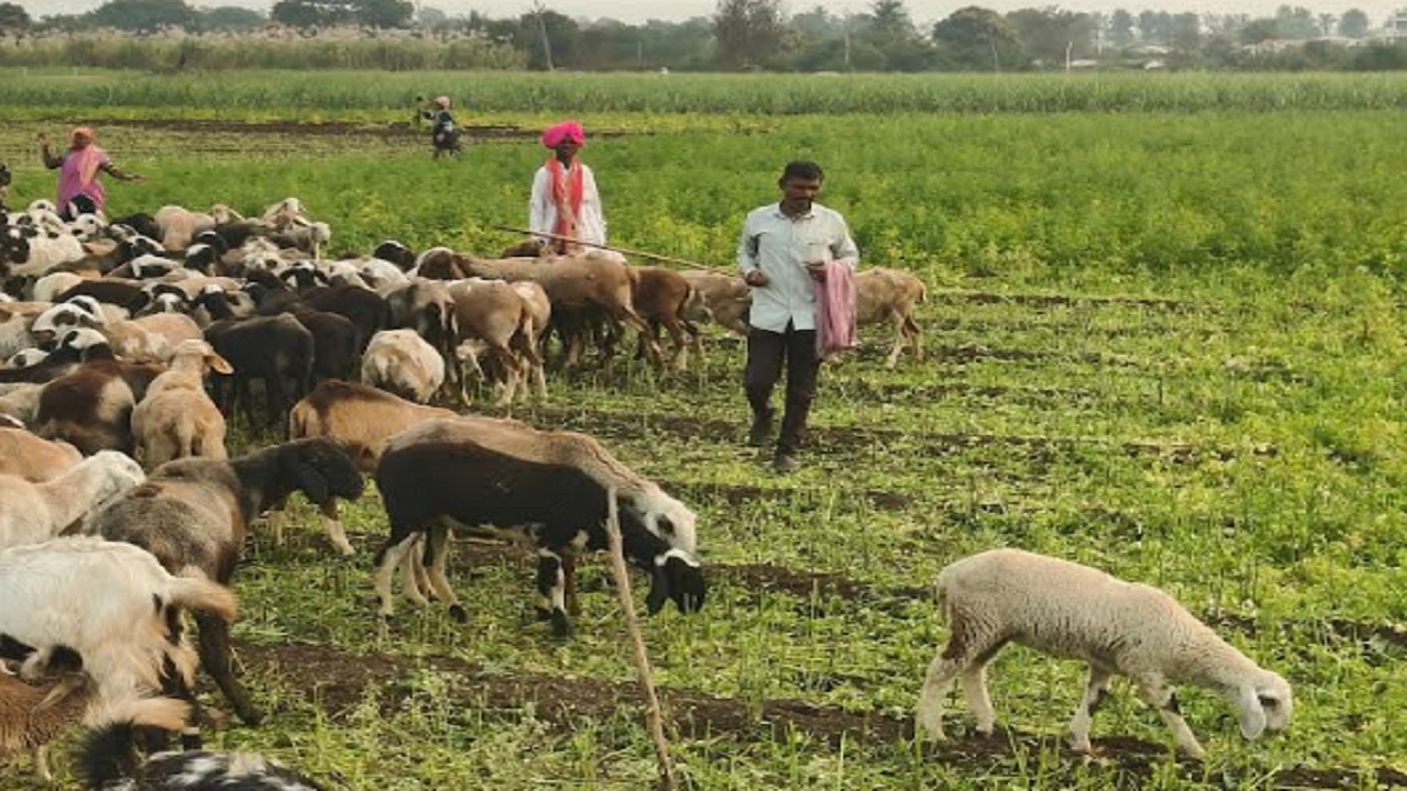 कोथिंबीरला कवडीमोल भाव, जनावरे पिकात सोडले; शेतकरी मोठ्या संकटात