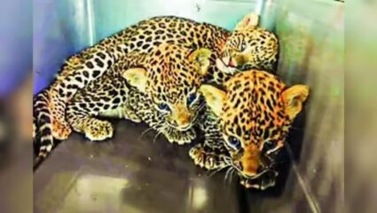 Nashik News : निळवंडीत आढळले चार बछडे; दिंडोरी तालुक्यातील शेतकरी, ऊसतोड कामगारांमध्ये भीतीचे वातावरण