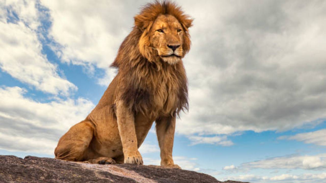 Dream Science: स्वप्नामध्ये सिंह दिसण्याचा अर्थ काय? जाणून घ्या शुभ अशुभ संकेत