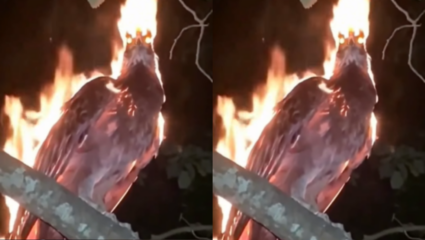 Viral Video: मरणाची चाहूल लागताच पेटवून घेतो अंग! भस्म होऊन, राखेतून पुन्हा जन्माला येतो ‘हा’ पक्षी