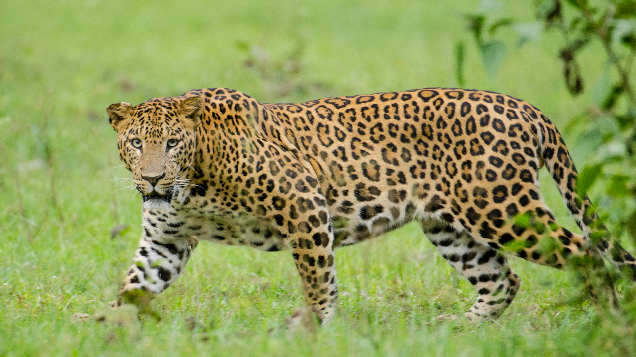 Buldhana News: खामगाव परिसरात बिबट्यांची दहशत! शेती कामाचा खोळंबा त्यात शेतकऱ्याचे नुकसान