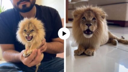 हातात मावणारा ‘जंगलाचा राजा’! जगातील सर्वात छोट्या सिंहाची गर्जना पाहून नेटिझन्स झाले फिदा; मजेदार Video Viral