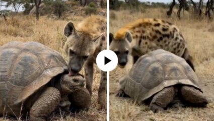 गोड बोलून शिकार करणार होता तरस, तितक्यात कासवाने अशी हुशारी दाखवली की शिकारीची झाला अवाक्; Video Viral