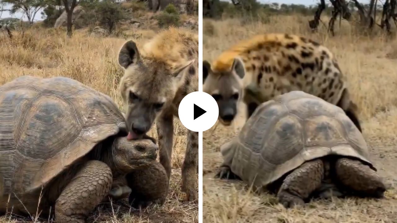 गोड बोलून शिकार करणार होता तरस, तितक्यात कासवाने अशी हुशारी दाखवली की शिकारीची झाला अवाक्; Video Viral