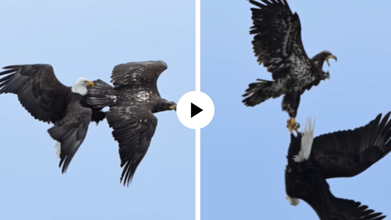 आकाशातच हवेच्या राक्षसांमध्ये सुरु झाली भयानक फाईट, रोमांचक दृष्यांनी वेधलं युजर्सचं लक्ष; अद्भुत Video Viral