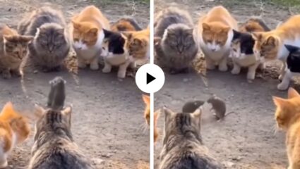 दोन उंदीर लढत राहिले अन् फाईट पाहण्यासाठी मंजिरींनी घातला घोळखा… अनोखी कुश्ती पाहून युजर्सना आलं हसू; Video Viral