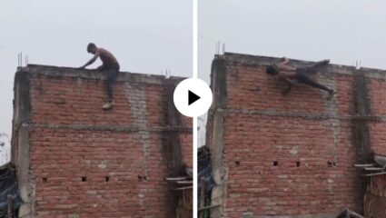 फिटनेससाठी स्पायडरमॅन बनला! व्यक्तीने चक्क भिंतीला चिपकत मारले पुश-अप्स, युजर्स म्हणाले, “याने तर ग्रॅव्हिटीलाही मागे सारले”