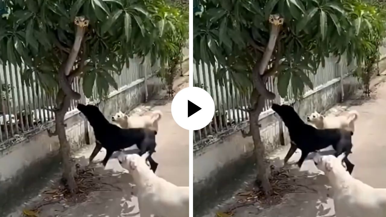 कोब्रा पकडण्यासाठी श्वानांच्या टोळीने केला हल्ला, तोंडात पकडतच खाली ओढलं अन् चावतच विषारी प्राण्याला… थरारक Video Viral