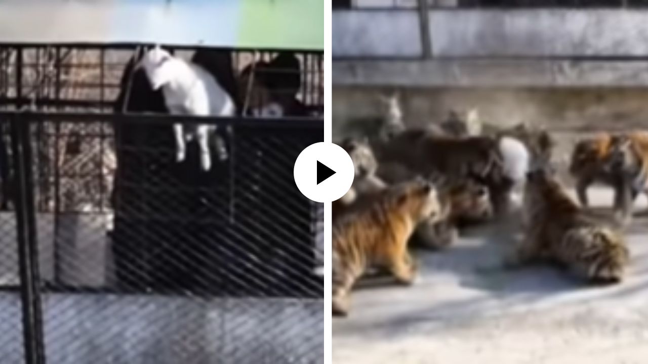 15 भुकेल्या जंगली सिंहांमध्ये जिवंत बकरीला सोडलं, मग जे घडलं… काही सेकंदातच पडला फडशा; थरारक Video Viral