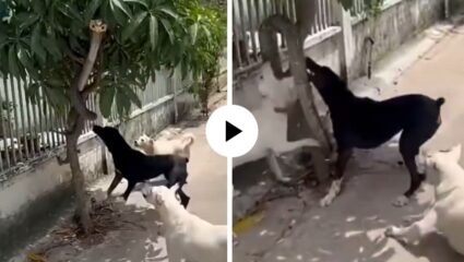 कोब्रा पकडण्यासाठी श्वानांच्या टोळीने केला हल्ला, तोंडात पकडतच खाली ओढलं अन् चावतच विषारी प्राण्याला… थरारक Video Viral